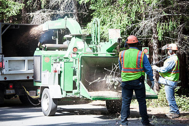 Best Stump Grinding and Removal  in Antelope, CA